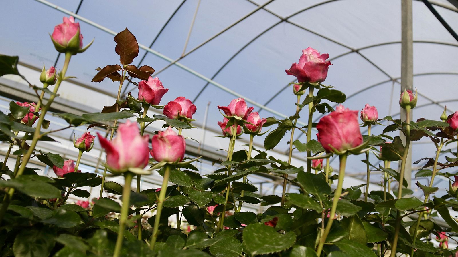 L'hivern més calorós provoca que la rosa floreixi abans
