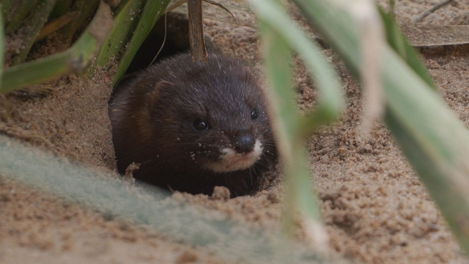 Tan solo quedan 142 ejemplares de visón europeo en España