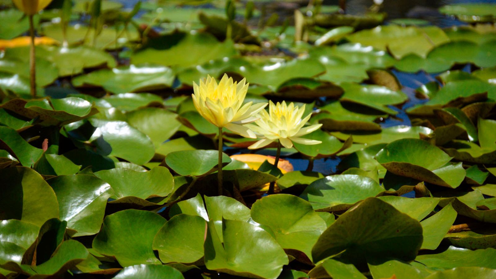 Las hojas de las plantas son más grandes en las regiones tropicales