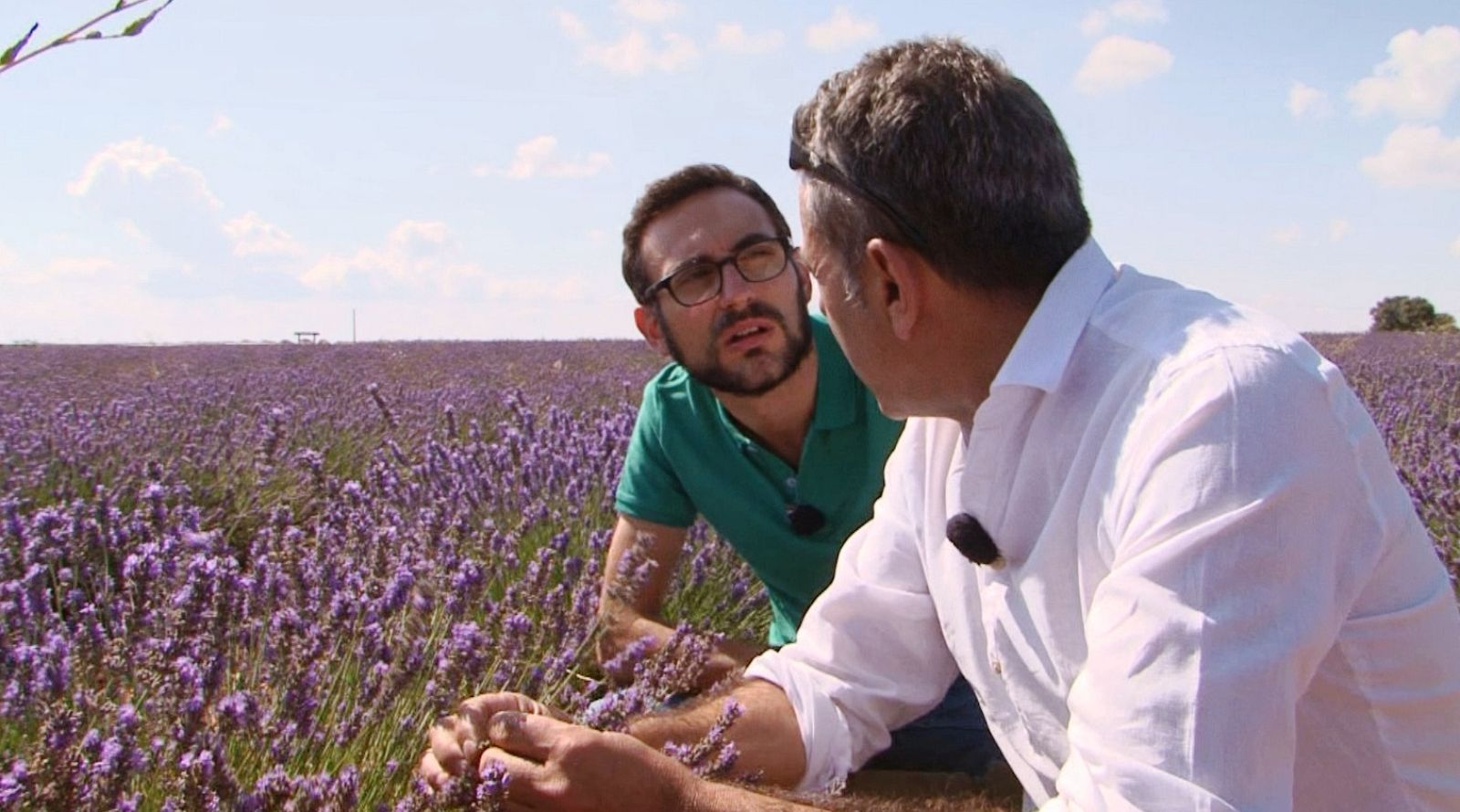 El "mar de lavanda" de La Alcarria