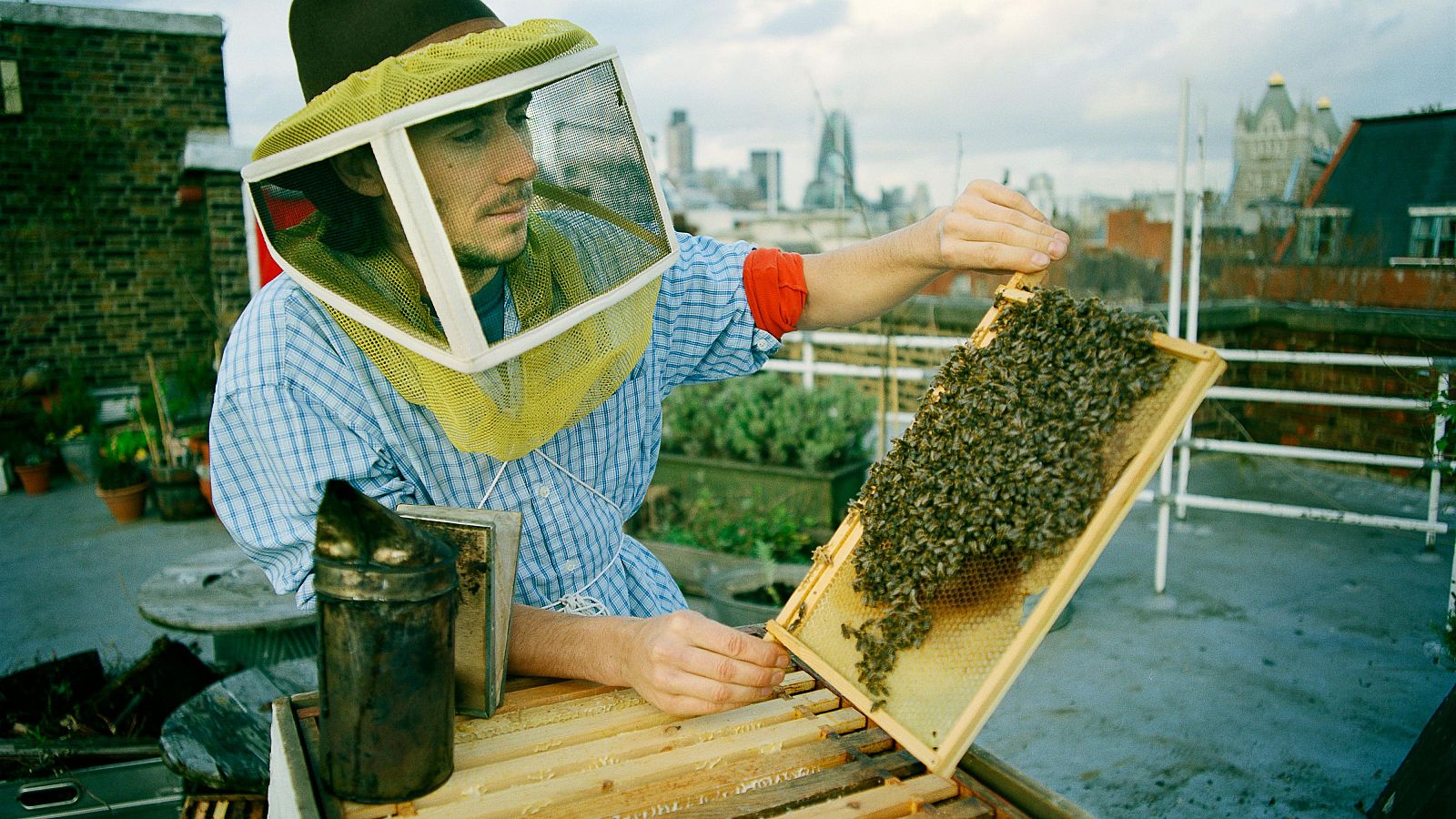Día mundial de las abejas.
