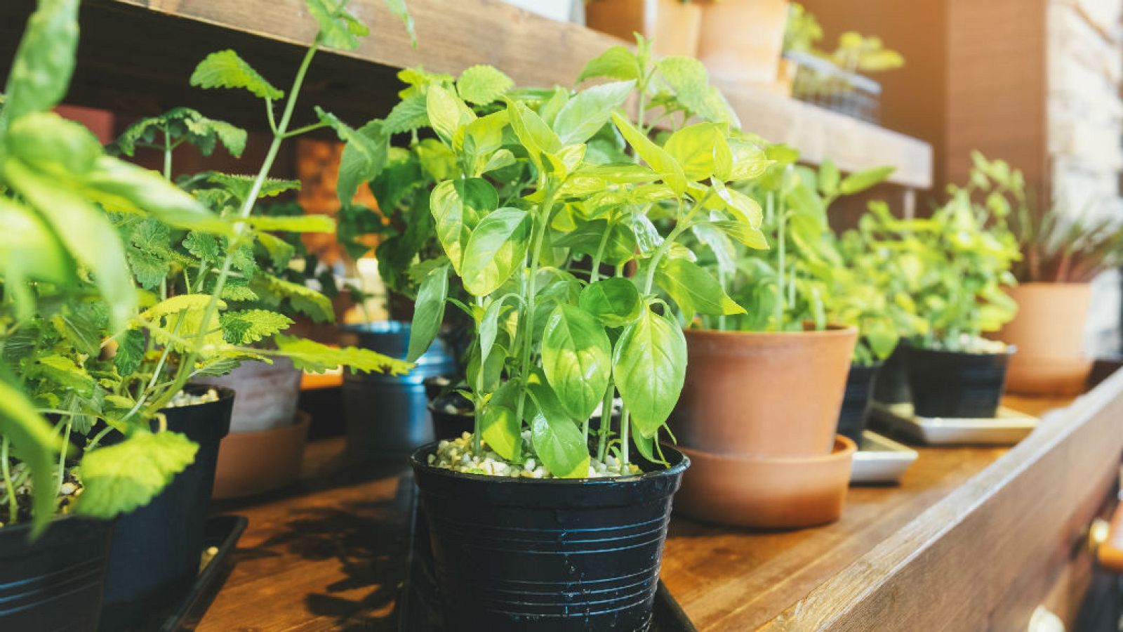 Trucos para aprovechar el final del verano en el huerto