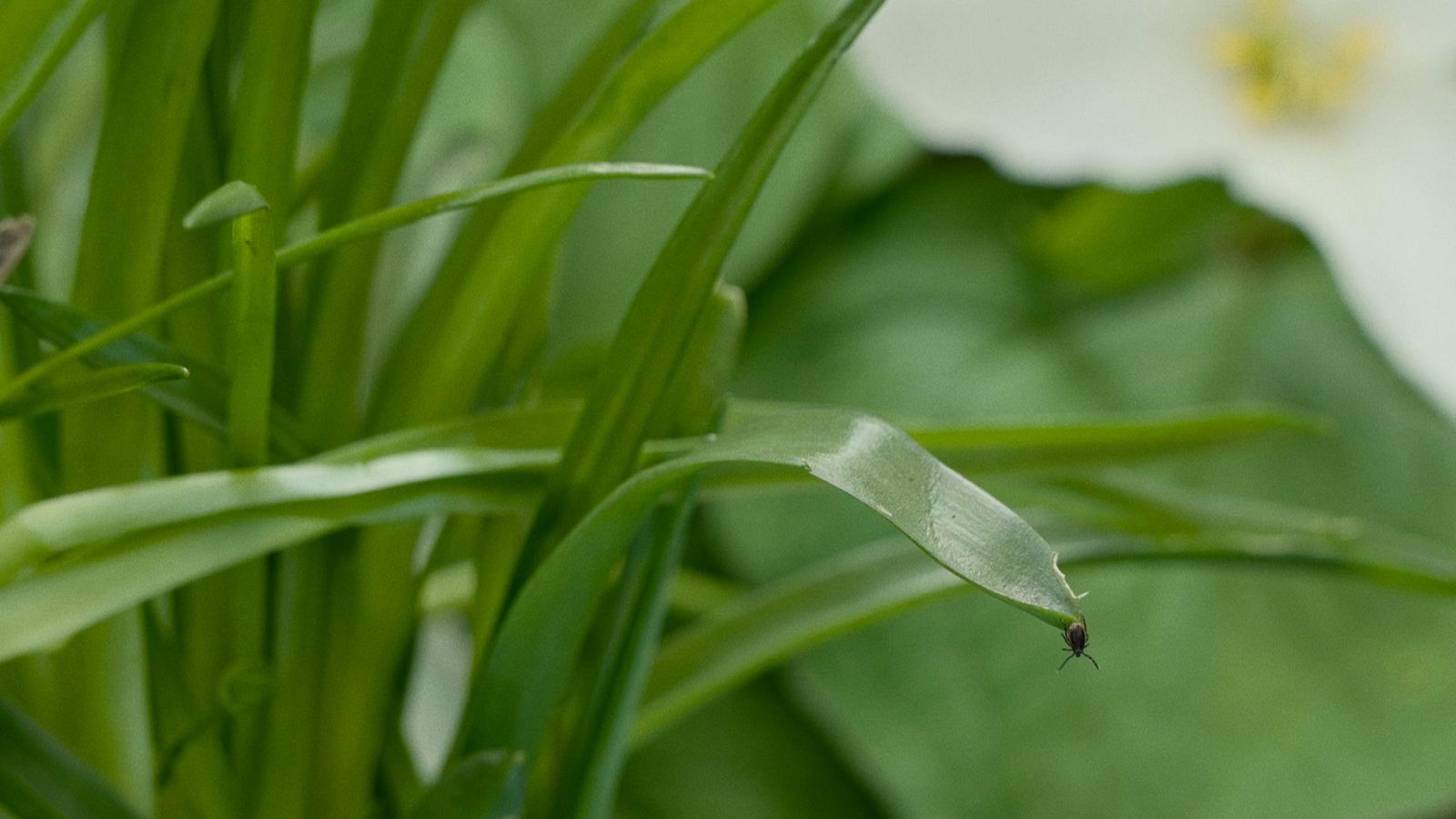 garrapata en vegetación