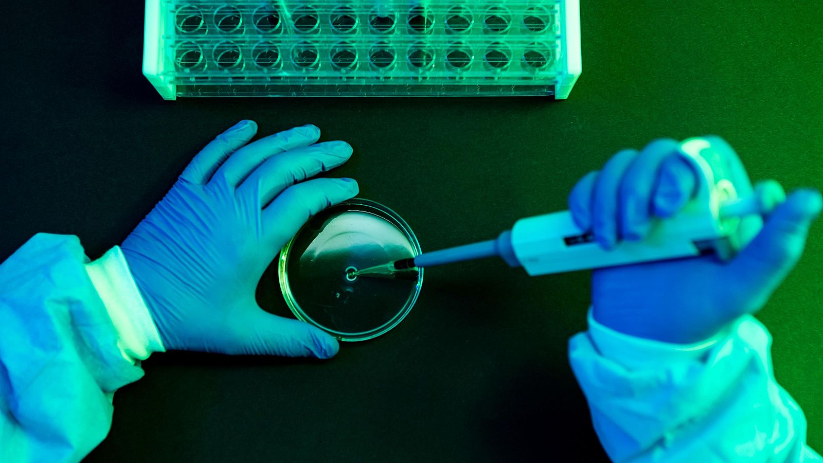 La OMS revela una lista de las 15 bacterias más peligrosas por su resistencia a antibióticos