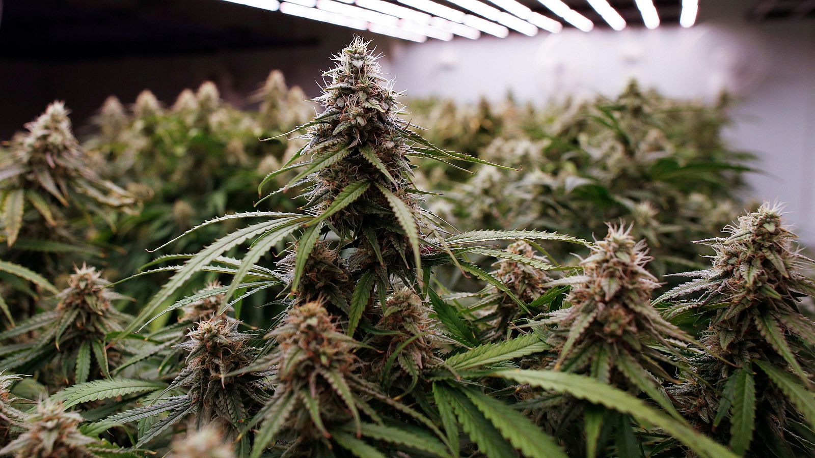 Cannabis: ¿Qué pasa con esta droga en España?