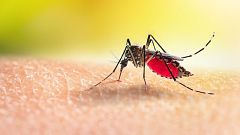 Les darreres pluges i la calor porten més mosquits a Barcelona