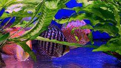 Quines plantes són aptes per aquaris?