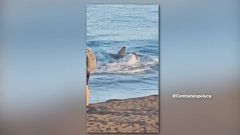 És normal veure taurons a la platja?