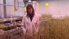 L'estrès en les plantes: com evitar-lo?