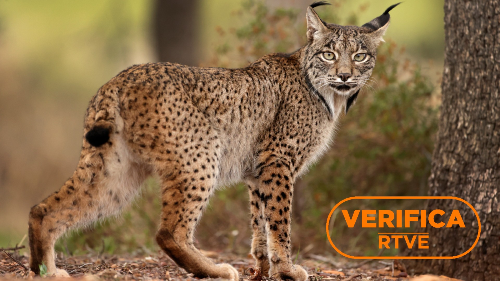 El lince ibérico: deja de estar en peligro de extinción, pero sigue amenazado