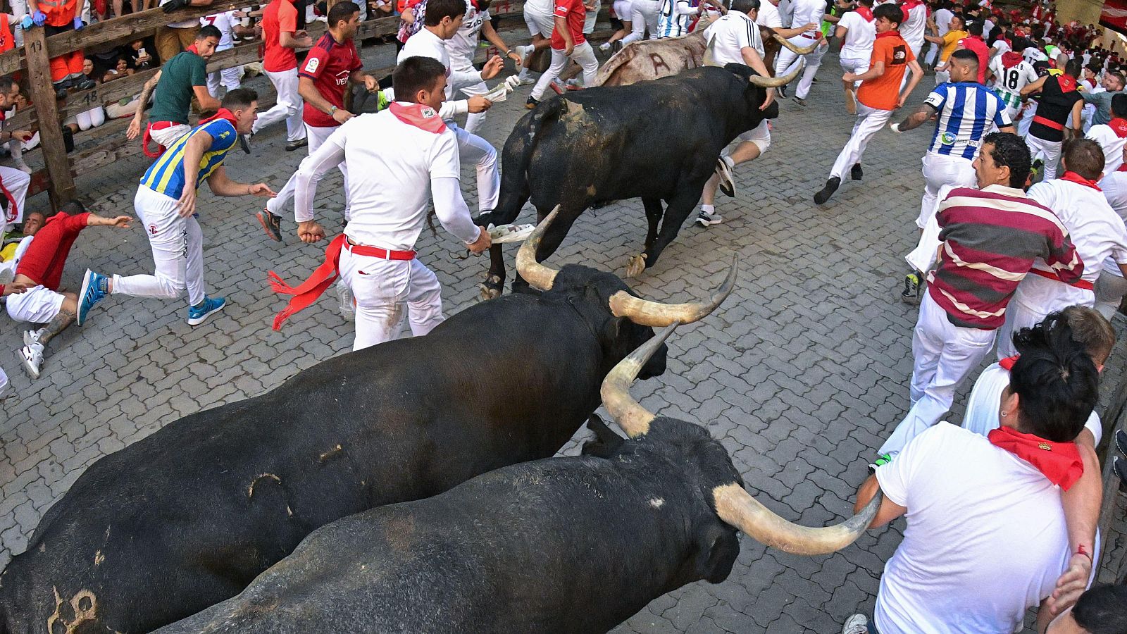 San Fermín 2024: los legendarios toros de la ganadería de Miura, en el octavo y último encierro de 2023