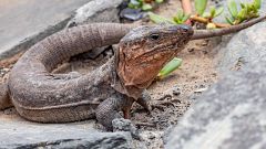 El lagarto gigante de Gran Canaria entra en peligro crítico de extinción por la amenaza de la culebra de California
