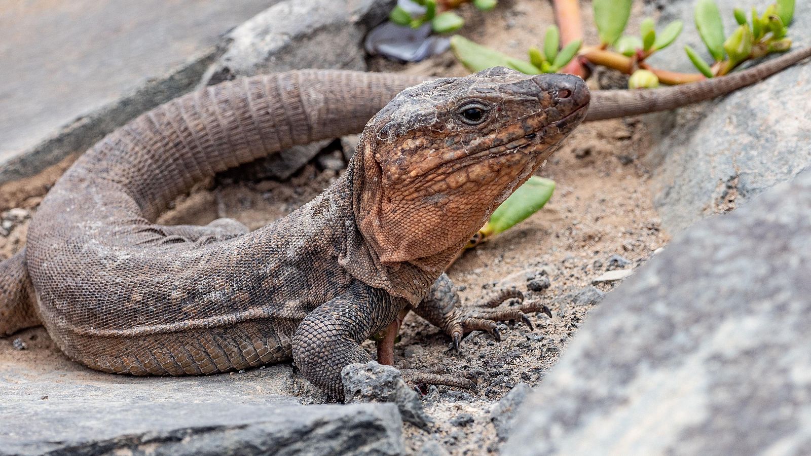 Un lagarto gigante de Gran Canaria, en Maspalomas