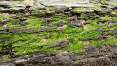 Un musgo del desierto tiene potencial para crecer en Marte
