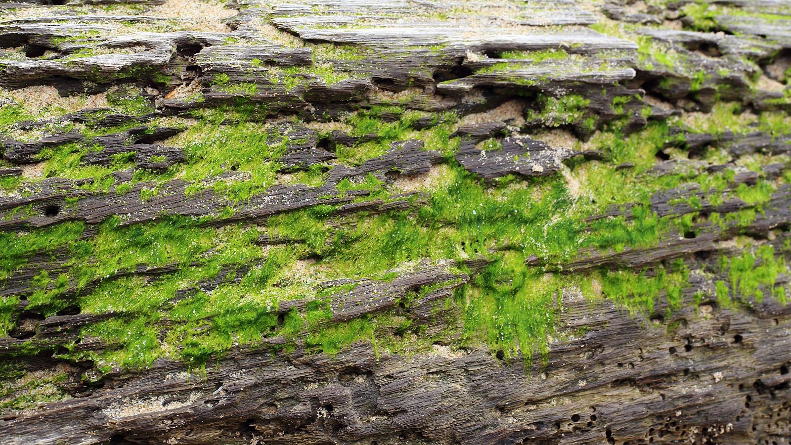 El musgo que puede conquistar Marte