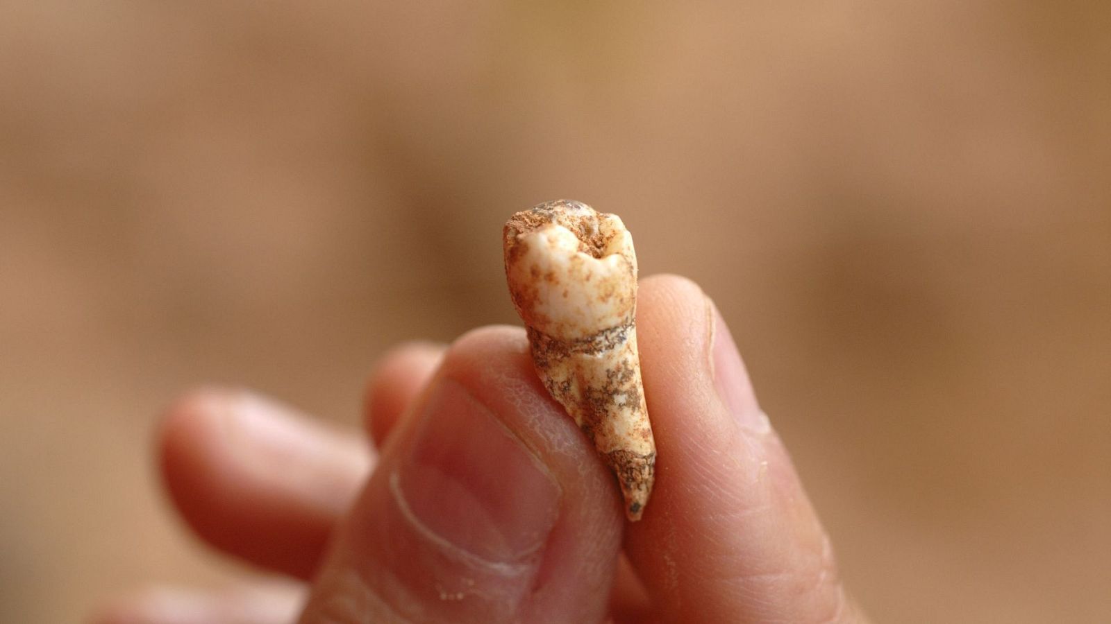 Premolar de Homo Antecessor procedente del nivel TD6 de Gran Dolina