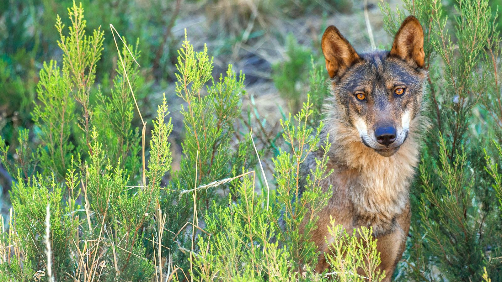 Lobo ibérico en Zamora.