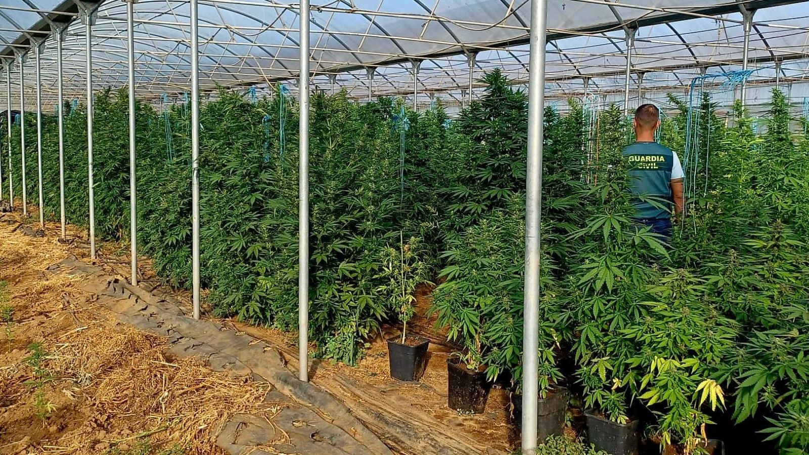 Incautadas 2 toneladas de marihuana en un invernadero en Melide (A Coruña) con 5 detenidos