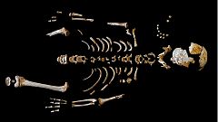 Los neandertales crecían tan despacio como los humanos modernos