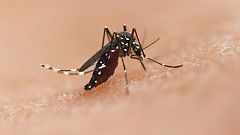 Un nuevo estudio muestra que los mosquitos pueden detectar a sus víctimas por infrarrojos