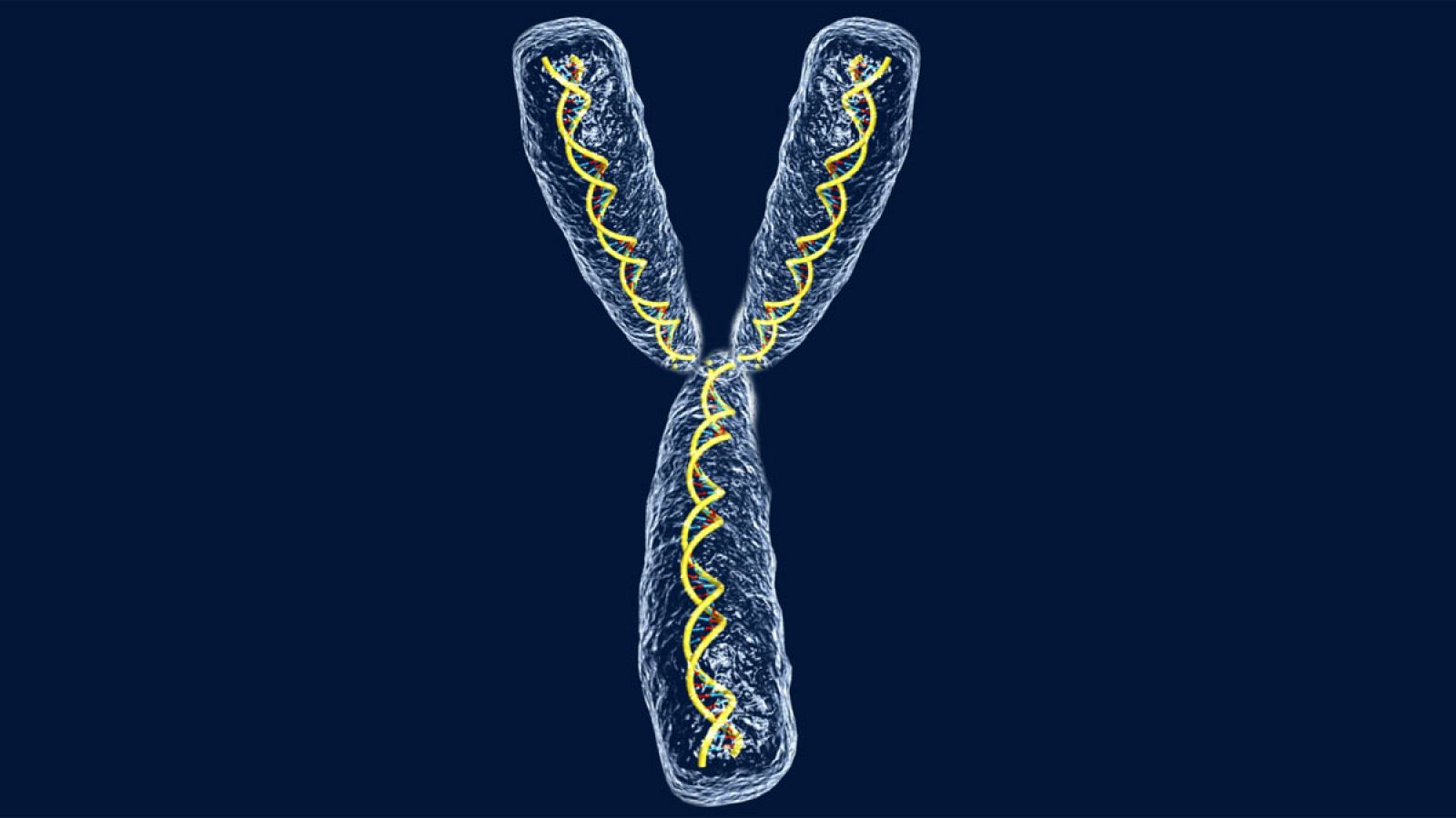 Ilustración del ADN del cromosoma Y