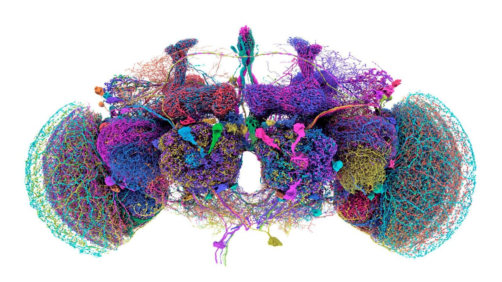 Crean un ‘Google Maps’ del cerebro de la mosca de la fruta