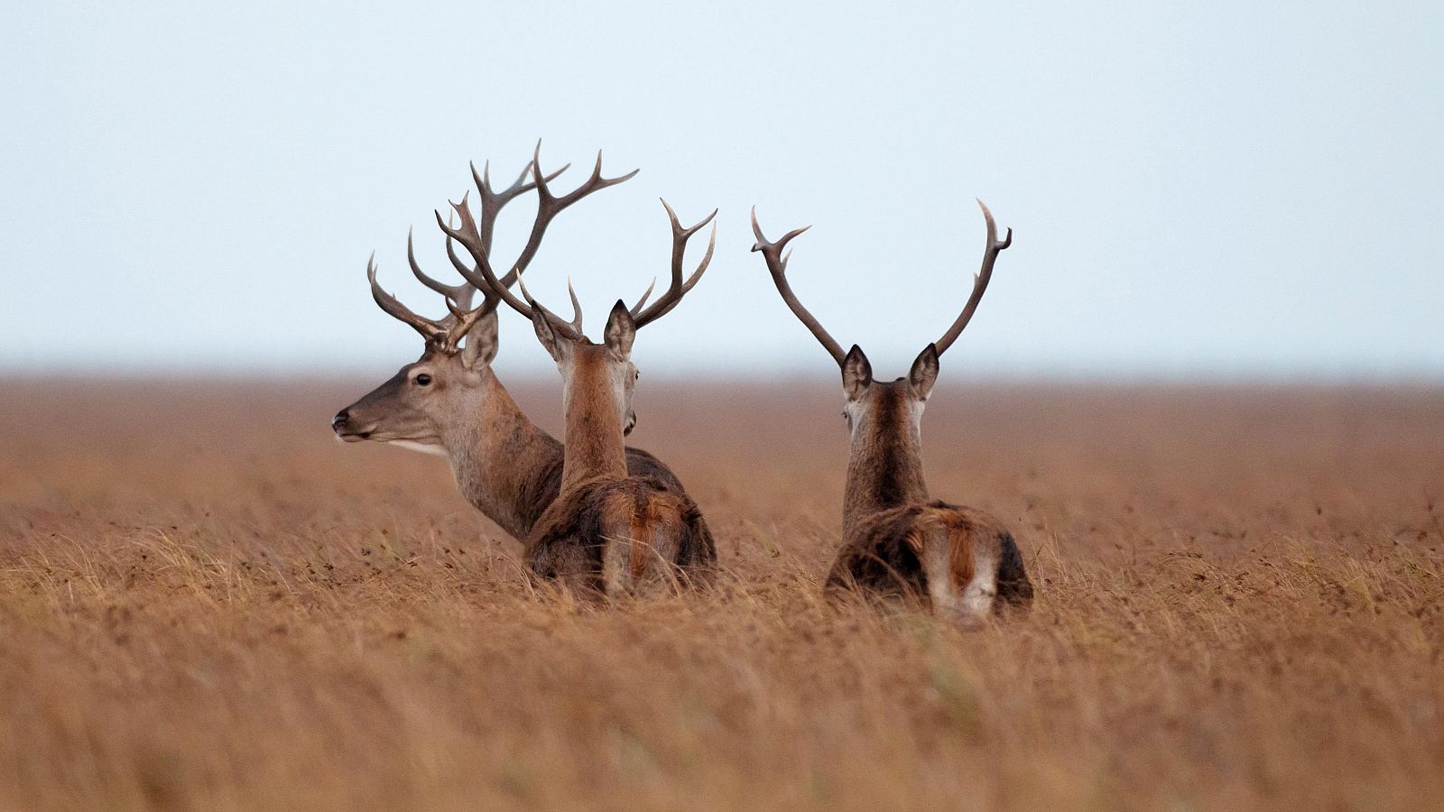 La población de ciervos de Doñana alcanza valores  de abundancia previos a la sequía de 2005