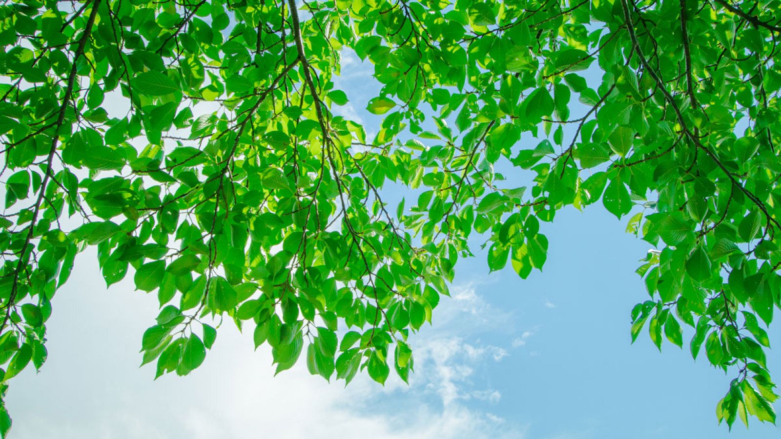 Vigilar el cambio climático desde el espacio a través de la fotosíntesis