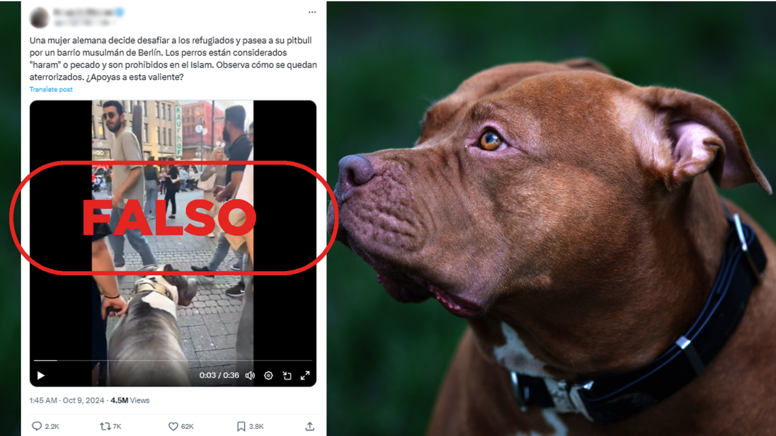 No es una mujer "desafiando" a refugiados con su pitbull en un barrio musulmán de Berlín