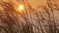El aumento de temperaturas reducirá la producción de trigo, arroz, maíz y soja