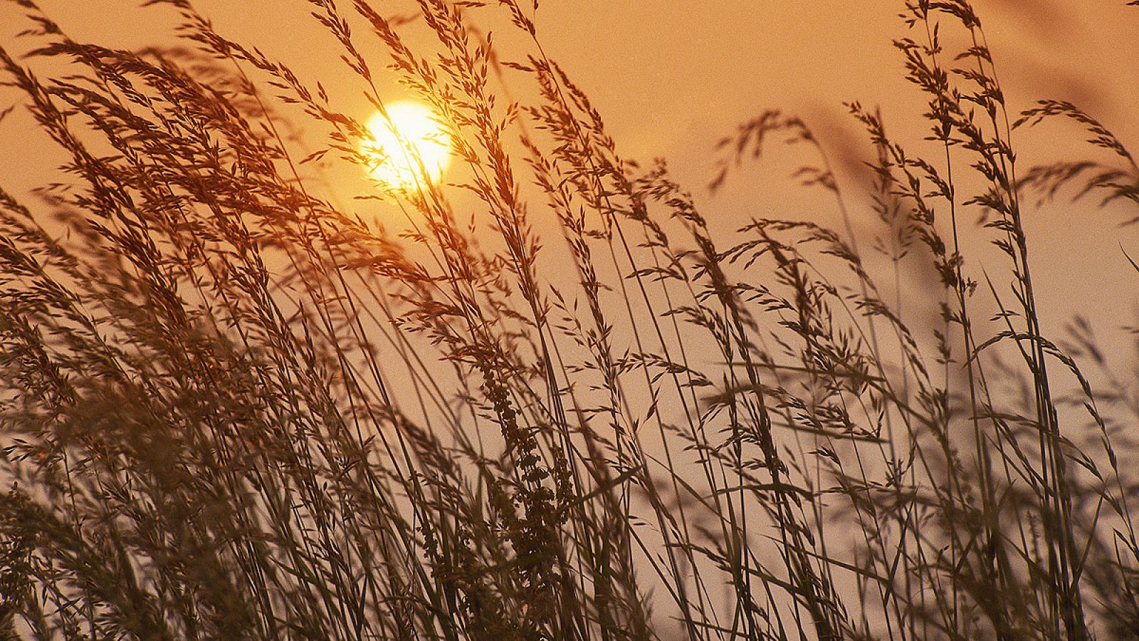 El aumento de temperaturas reducirá la producción de trigo, arroz, maíz y soja