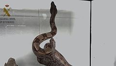 La Guardia Civil investiga a un hombre por la tenencia ilegal de una boa constrictor en su domicilio