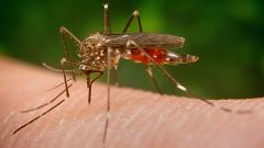 El mosquito japonés se expande por España: ¿qué enfermedades puede transmitir?
