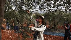 Los productos de territorios ocupados por Israel importados a España deberán indicarlo en el etiquetado