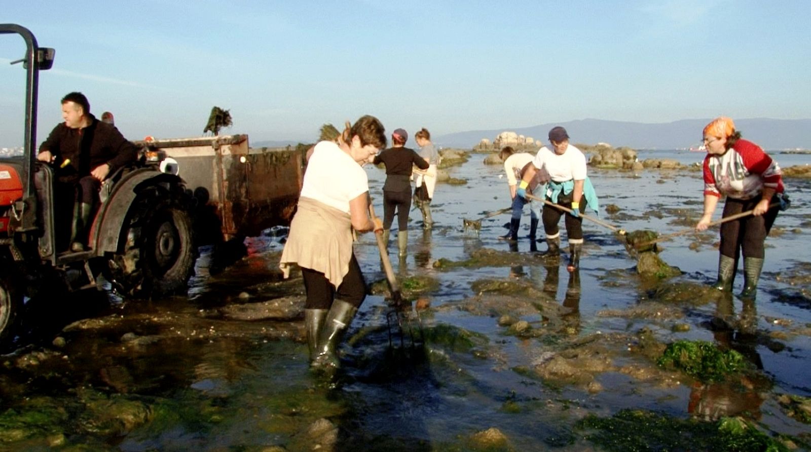 En la costa gallega arañan un alga verde y viscosa que asfixia al berberecho y a la almeja
