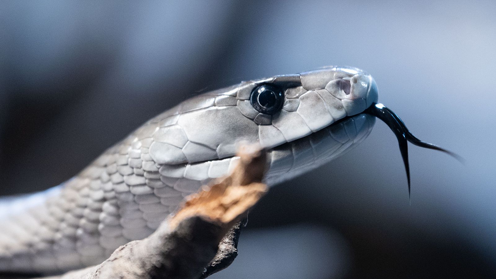 La IA ayuda a salvar vidas en riesgo por mordeduras de serpiente