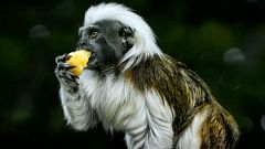 Rescatan en Cádiz en plena calle a un raro primate colombiano en peligro de extinción