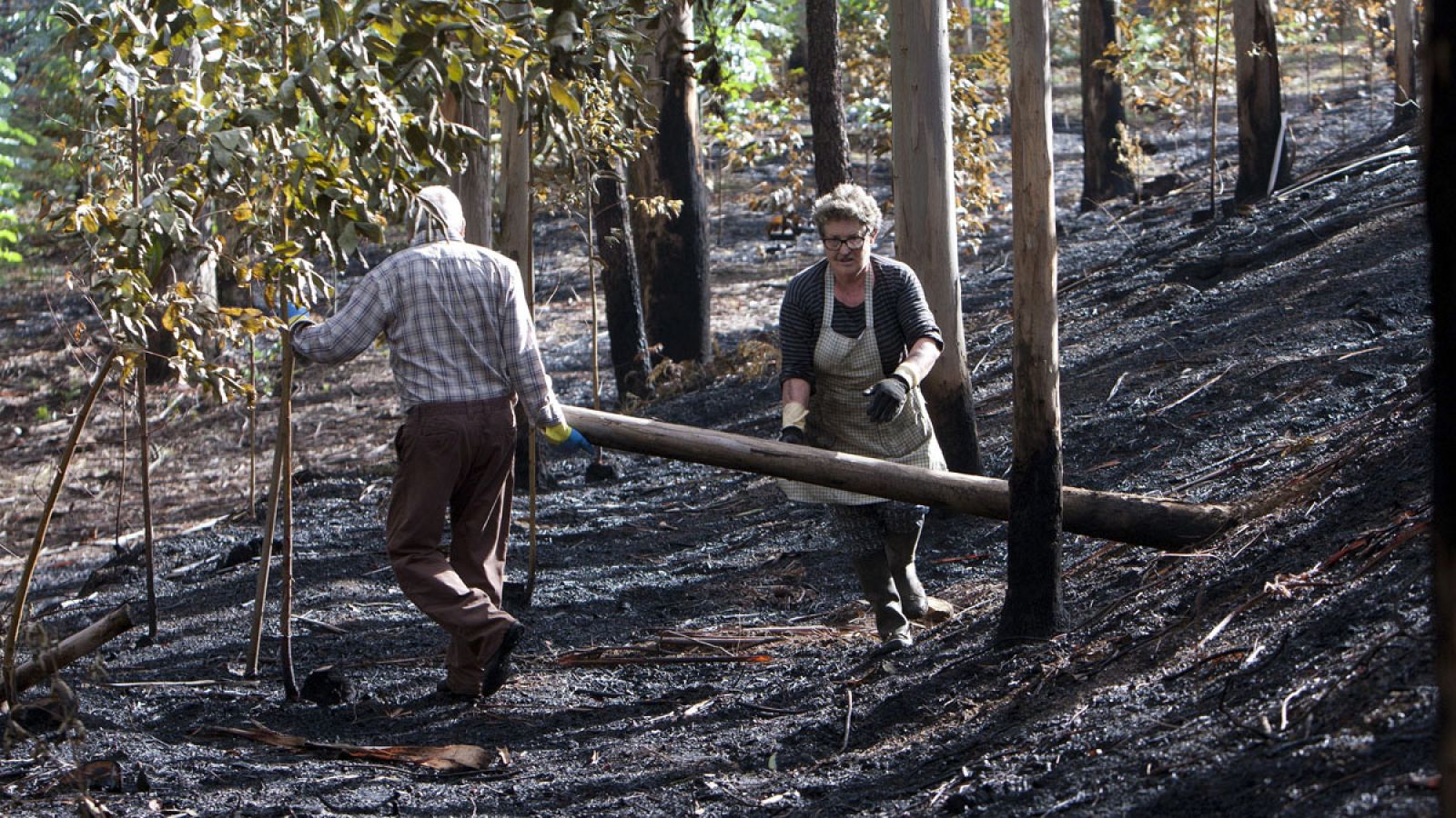 Los propietarios de un monte en Vigo evalúan las pérdidas