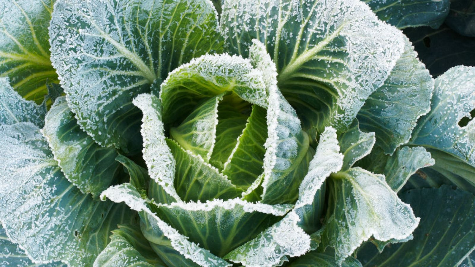 Cuidados para los cultivos de hoja en otoño