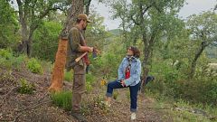 D'on surt el suro? Així és com s'extrau dels arbres