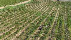 El sector del vino lucha a contrarreloj contra el cambio climático