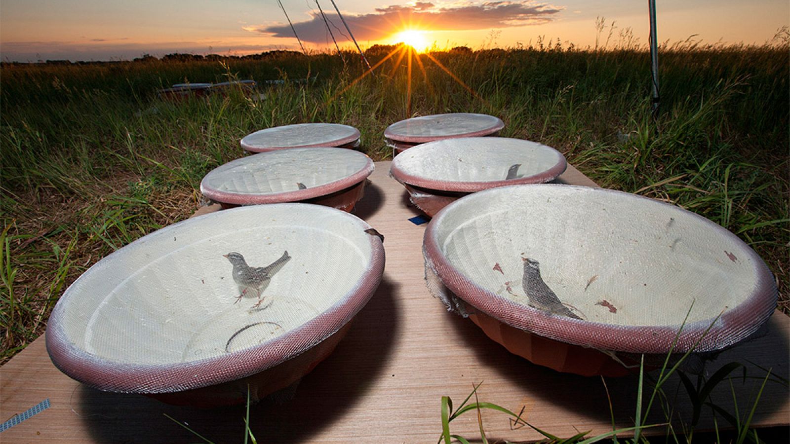 Aves usadas en el estudio sobre los efectos de plaguicidas