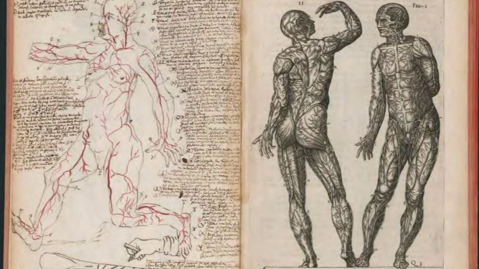 'Historia de la composición del cuerpo humano' de Juan Valverde de Amusco