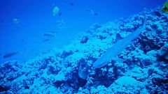 Las islas del Pacífico perderán hasta un 80% de las especies marinas por el cambio climático