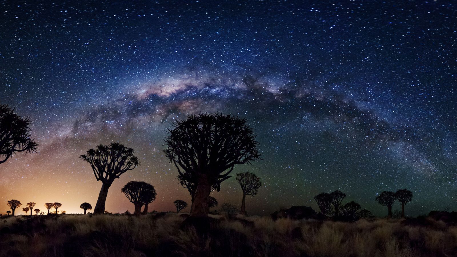La Vía Láctea sobre un bosque de árboles quiver