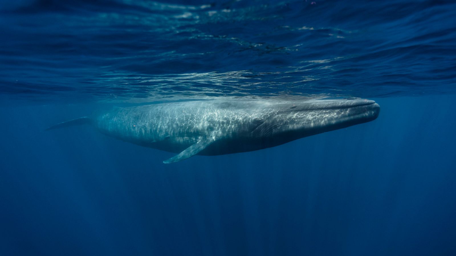 Una ballena azul
