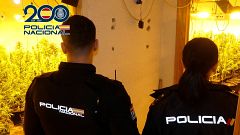 Una macrooperación acaba con 36 detenidos por explotación laboral para trabajar en plantaciones de marihuana