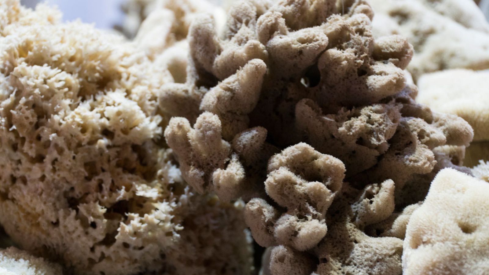 Imagen de archivo de una esponja de mar.