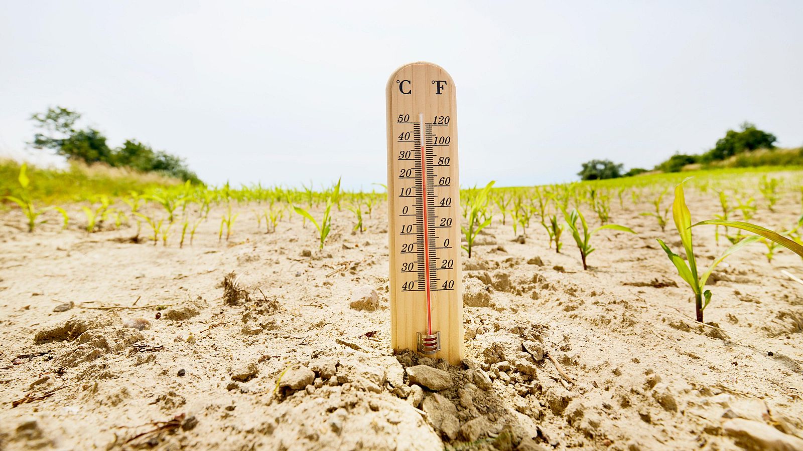 Un termómetro en un campo agrícola con el suelo seco y plantas pequeñas