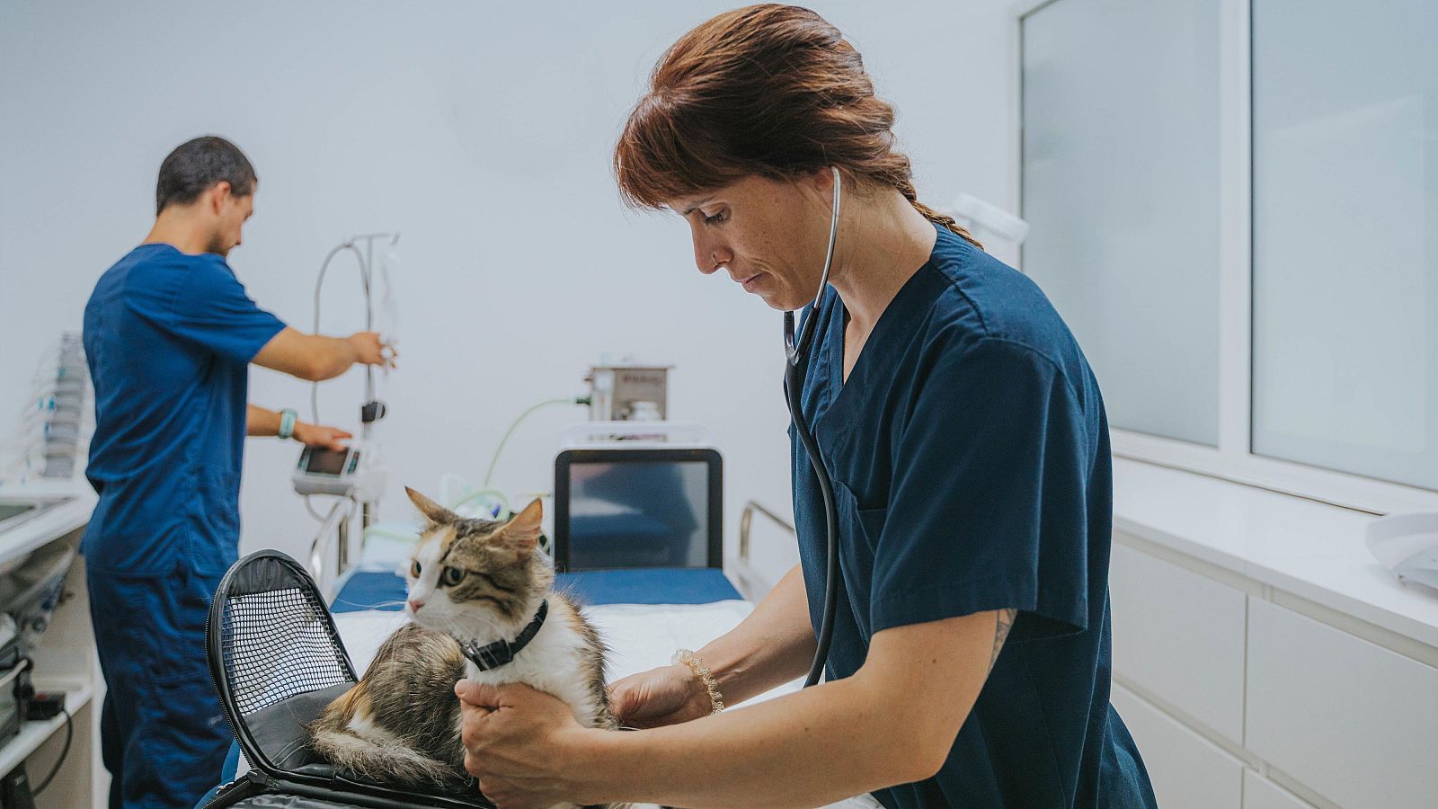 Menos del 30% de perros, gatos y hurones están vacunados contra la rabia en Castilla-La Mancha